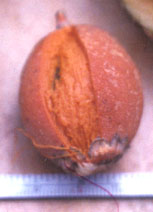 chontafruit