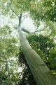 Trees of Costa Rica's Pacific Slope