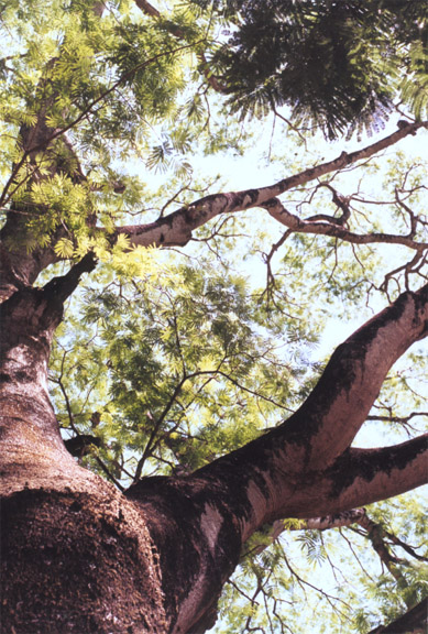 guan tree