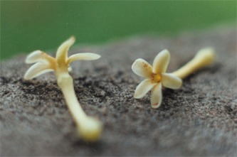 lacmellia flower