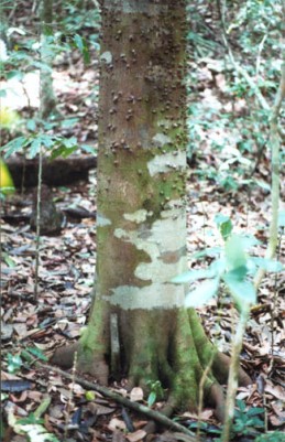 lacmellia trunk