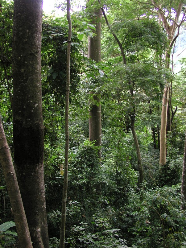 Punta Leona Forest