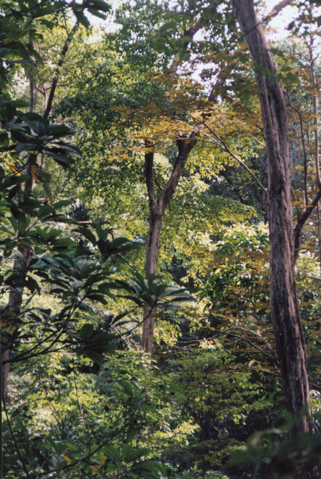punta-leona-forest