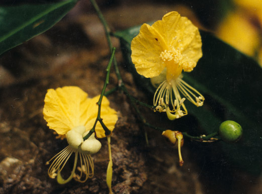 simplex flower